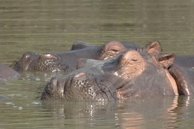 3 Days Safari to Nyerere National Park (Selous Game Reserve) - Who should book this safari