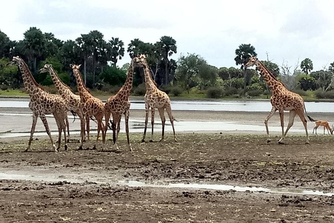 3 Days Safari to Nyerere National Park (Selous Game Reserve) - The walking safari: a useful change of pace