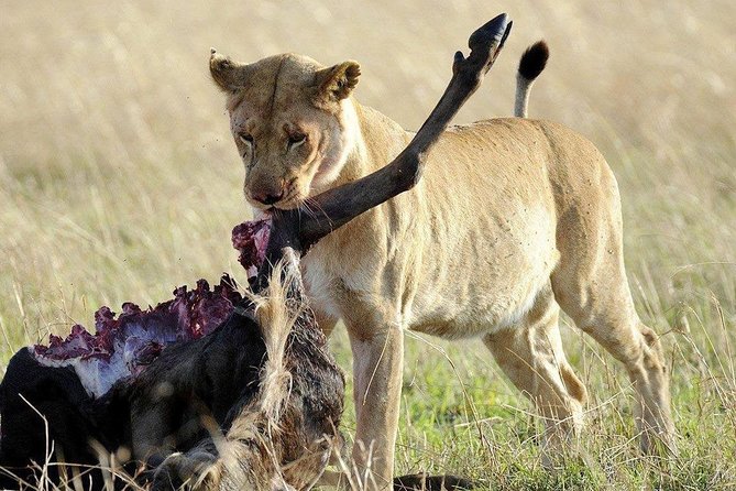 3 days safari to selous game reserve - Should You Book the Selous Three-Day Safari?