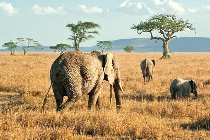 3 Days Safari to Serengeti National Park & Ngorongoro Crater in Tanzania - What the private 4x4 changes