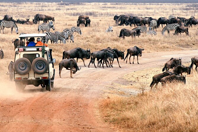 3 days Safari to Tarangire, Ngorongoro and Manyara from Zanzibar - Day 1: Tarangire and the elephant country