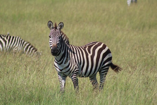 3 Days Safari Tour in Lake Manyara and Ngorngoro - Why Lake Manyara makes a strong first day