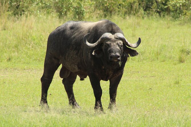 3 Days Safari Tour in Lake Manyara and Ngorngoro - Entering Ngorongoro Crater on day three