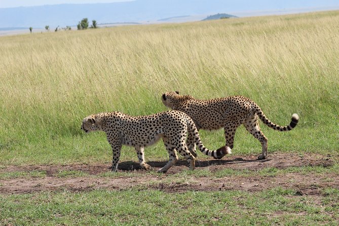 3 Days Safari Tour in Lake Manyara and Ngorngoro - Meals, lodging, and the real value of $1,960