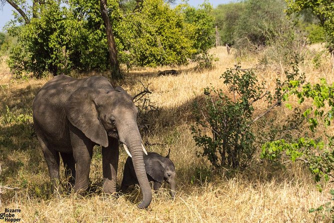 3 Days Selous Game Reserve Fly From Zanzibar - Key points before you book