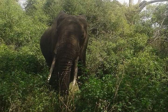 3 Days Selous Game Reserve Fly From Zanzibar - Flying from Zanzibar to a remote safari