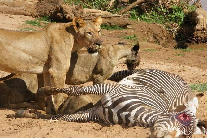 3 Days Selous Game Reserve Fly From Zanzibar - Day 2: The main game-drive day