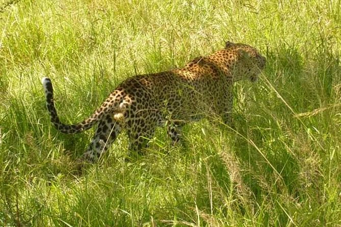 3 Days Selous Game Reserve Fly From Zanzibar - Accommodation, meals, and comfort