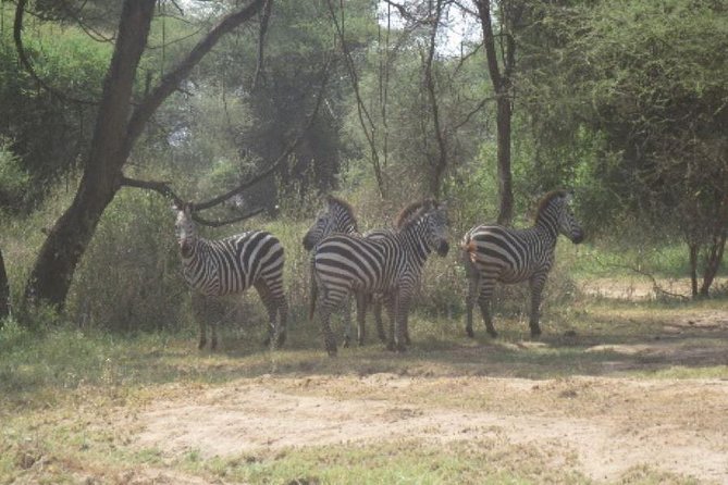 3 Days Selous Game Reserve Fly From Zanzibar - The value of a private guide