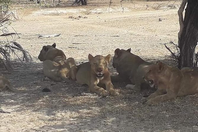 3 Days Selous Game Reserve Fly From Zanzibar - Practical cautions before departure