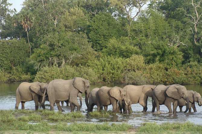3 Days Selous Game Reserve Fly From Zanzibar - Day 1: First wildlife sightings before lunch
