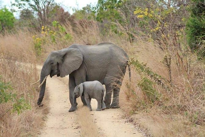 3 Days Selous (Nyerere National Park) - Day three: a two-and-a-half-hour walking safari