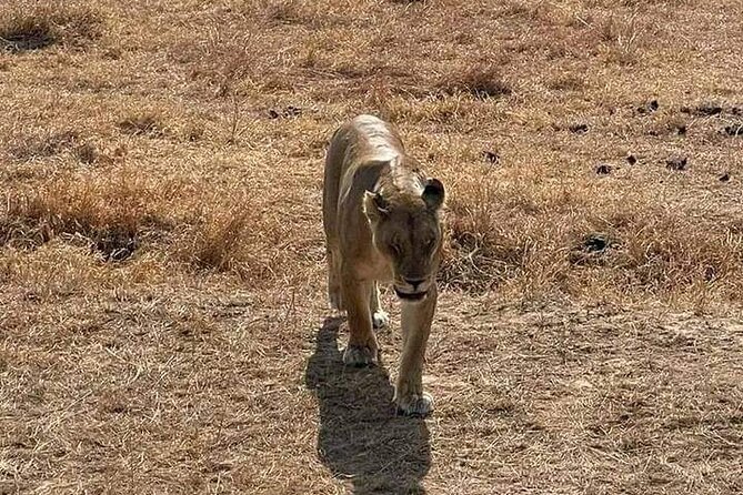 3 Days Selous (Nyerere National Park) - Food, lodging, and the practical side