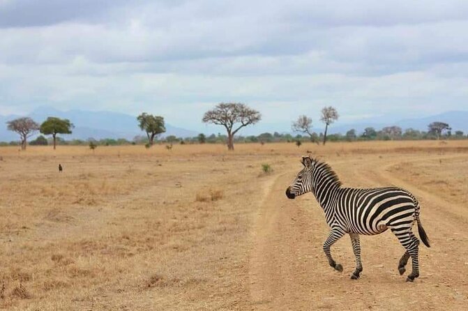 3 Days Selous (Nyerere National Park) - How to prepare for the drive and park days