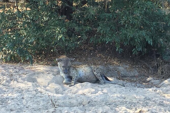 3 Days Selous (Nyerere National Park) - Day two: a full day among Nyerere’s wildlife