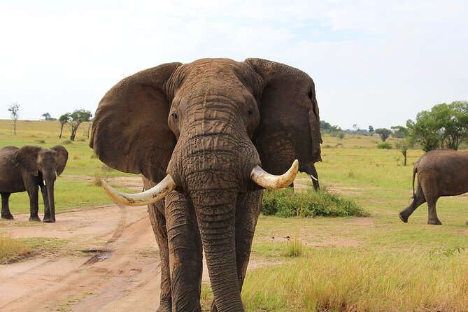 3 Days Serengati and Ngorongoro crate group tour and safari - How the $850 price compares with the experience