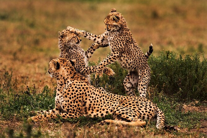 3 Days Serengeti and Ngorongoro Budget Tour - Day Three: Lake Manyara Before the Return to Arusha