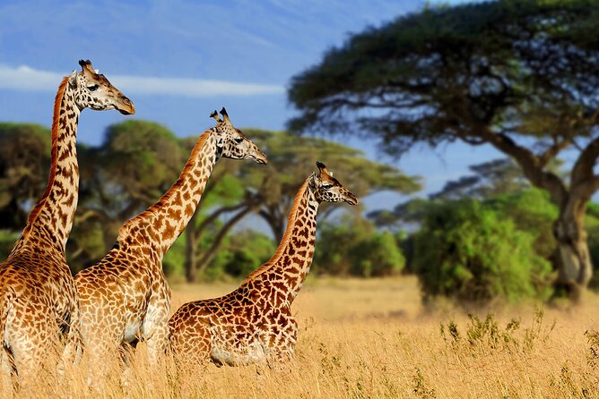 3 Days Serengeti and Ngorongoro Budget Tour - Who Will Like This Three-Day Safari