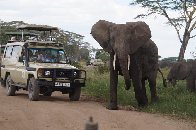 3 Days Serengeti and Ngorongoro Crater Safari from Mwanza to Arusha - Key points before you book