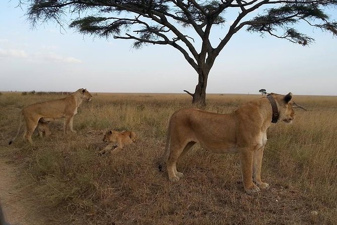 3 Days Serengeti National Park from Zanzibar - What the private format really adds