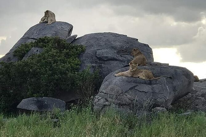 3 Days Serengeti National Park from Zanzibar - Is $2,395.95 per person fair value?