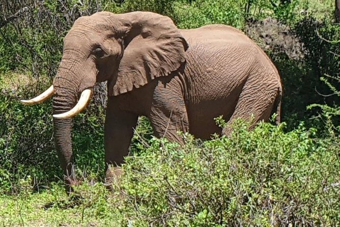 3 Days Serengeti National Park from Zanzibar - Meals, camp, and comfort