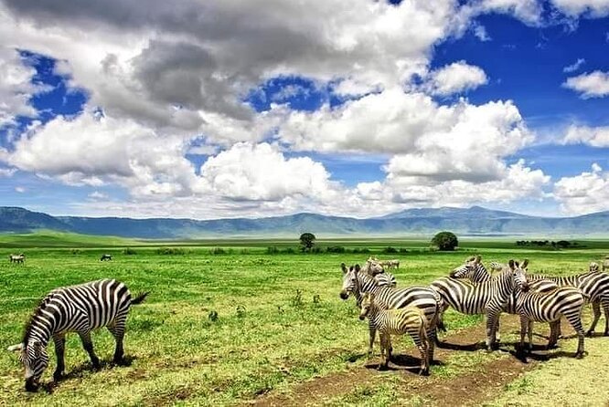 3 Days Serengeti National Park from Zanzibar - Day 3: One last look before the 10:30 flight