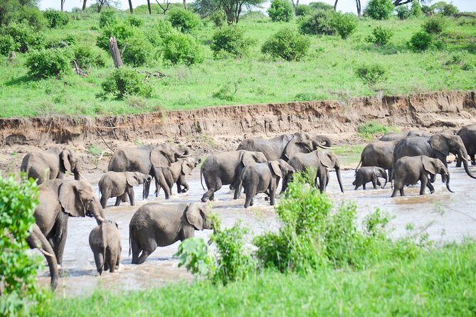 3 Days Serengeti & Ngorongoro Crater group safari - Day two: an early Serengeti start and the road to Simba campsite