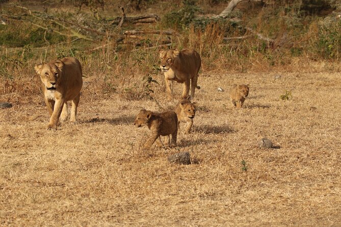3 Days Serengeti & Ngorongoro Group Camping Safari - Key details before you book