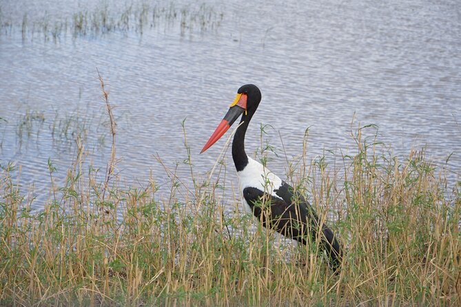 3 Days Serengeti & Ngorongoro Group Camping Safari - Day 2: Crossing the Serengeti toward Ngorongoro