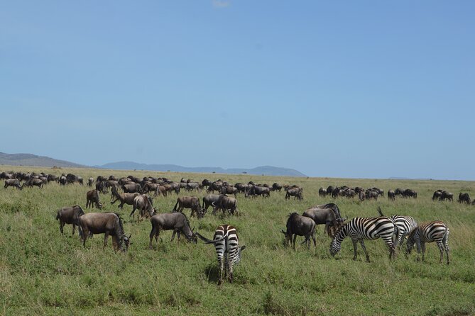 3 Days Serengeti & Ngorongoro Group Camping Safari - Day 3: A full day inside Ngorongoro Crater