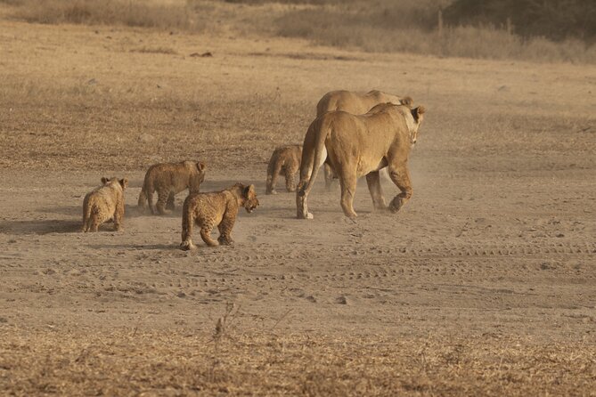 3 Days Serengeti & Ngorongoro Group Camping Safari - The small-group setup and guide service