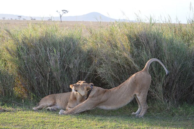 3 Days Serengeti & Ngorongoro Group Camping Safari - Is $815 a good value?