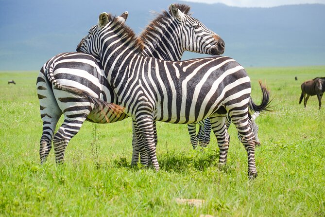 3 Days Serengeti & Ngorongoro Lodge Safari - Key points before you book