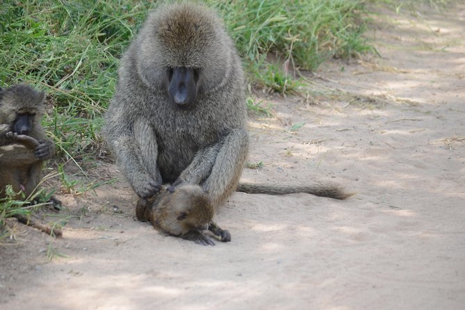 3 Days Serengeti & Ngorongoro Lodge Safari - Day two: an early Serengeti game drive