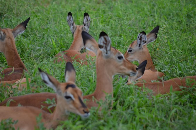 3 Days Serengeti & Ngorongoro Lodge Safari - Day three: down into Ngorongoro Crater