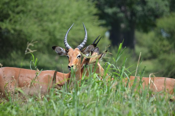 3 Days Serengeti & Ngorongoro Lodge Safari - What the guides add to the experience
