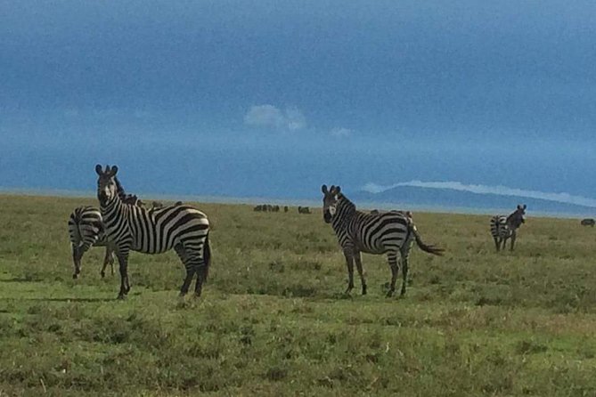 3 Days Serengeti & Ngorongoro Tour - Two famous parks in three demanding days
