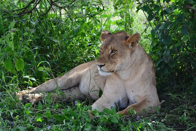 3 Days Serengeti & Ngorongoro Tour - Day 3: Wildlife inside Ngorongoro Crater