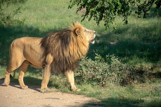 3 Days Tanzania Budget Group Joining Safari Tour - Key points to know before booking