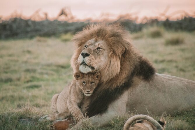 3 Days Tanzania Budget Group Joining Safari Tour - Day 2: Ngorongoro Crater and concentrated wildlife