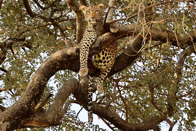 3 Days Tanzania Budget Group Joining Safari Tour - Day 1: Tarangire’s elephants and baobabs