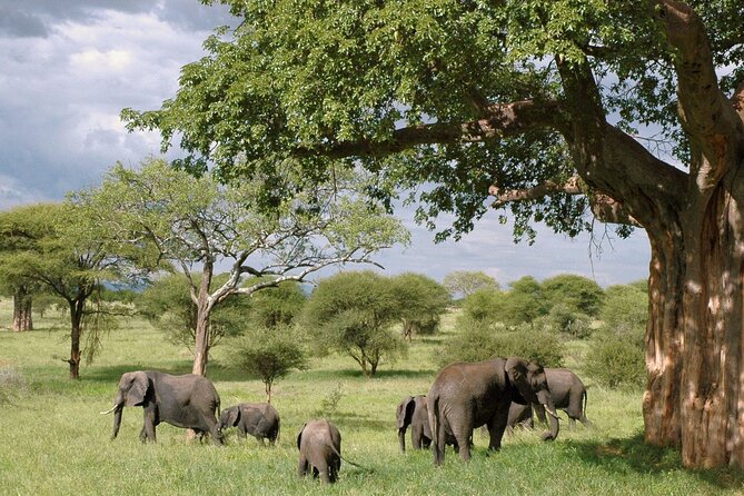 3 Days Tanzania Private Budget Safari to Serengeti & Ngorongoro - Serengeti National Park on the first afternoon