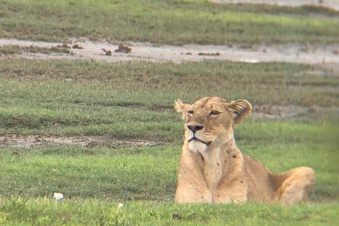 3 Days Tanzania Safari - Ngorongoro Crater: the most concentrated wildlife day
