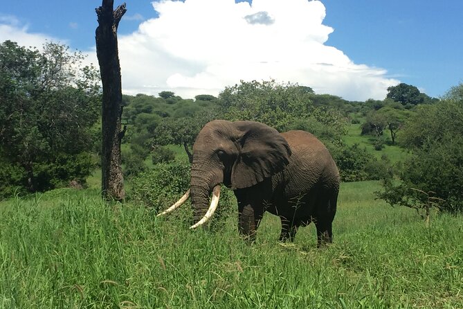 3 Days Tanzania Safari - Who will get the most from this safari