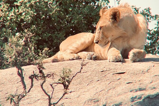 3 Days Tanzania Safari - Practical advice before you reserve