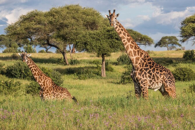 3 Days Tanzania Safari: Tarangire, Manyara and Ngorongoro Crater - What the guide can add to the safari