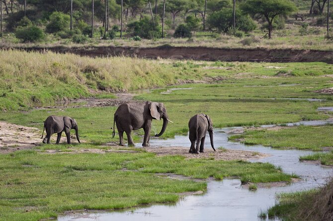 3 Days Tanzania Safari: Tarangire, Manyara and Ngorongoro Crater - Who should book this safari?