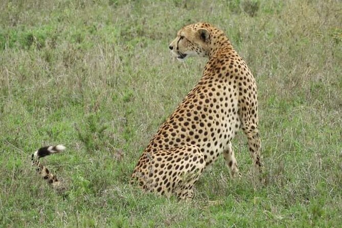 3 Days Tanzania Safari Tarangire, Manyara, & Ngorongoro Crater. - Day 2: The Ngorongoro Crater wildlife bowl