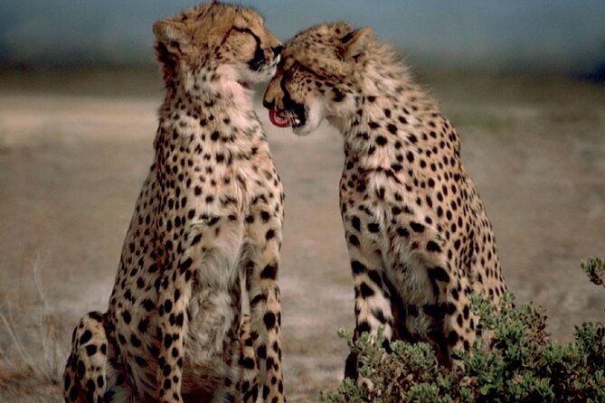 3 Days Tanzania Safari to Manyara Tarangire and Ngorongoro - Why this three-park route works